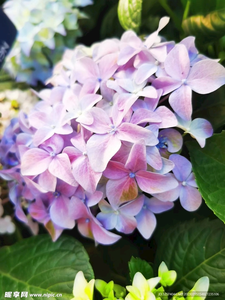 花