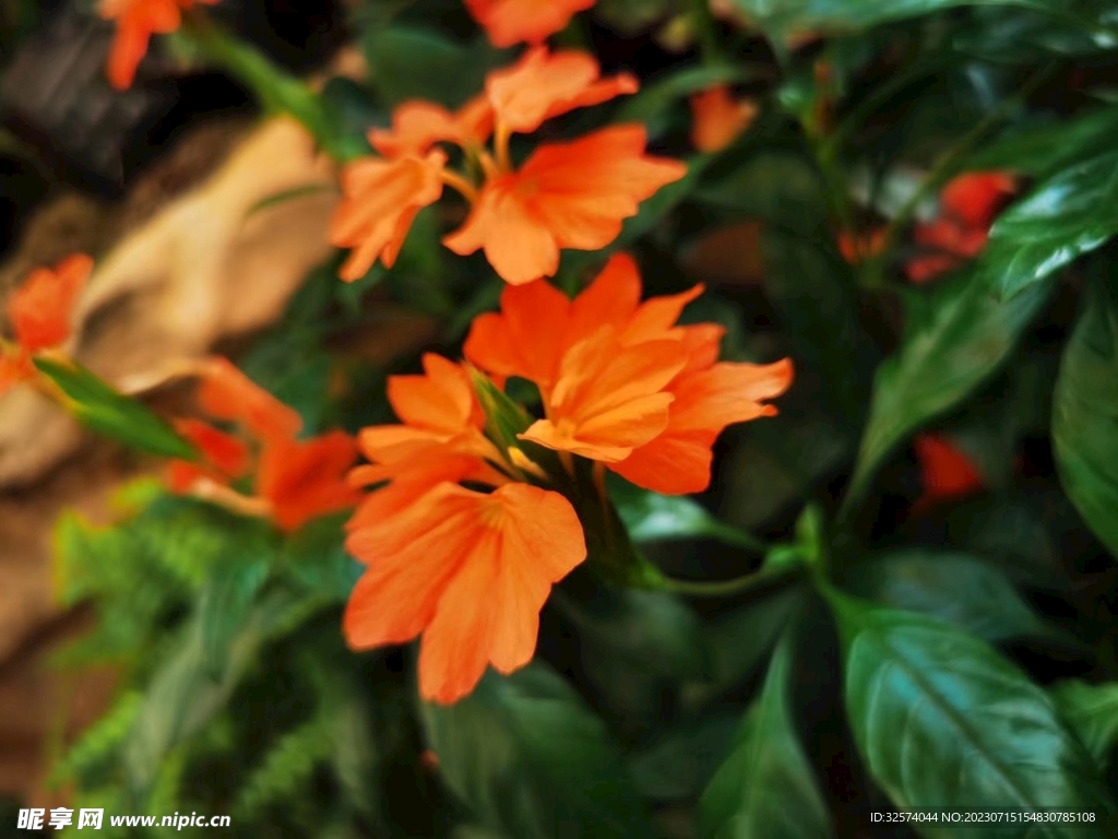 花