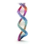 DNA分子 
