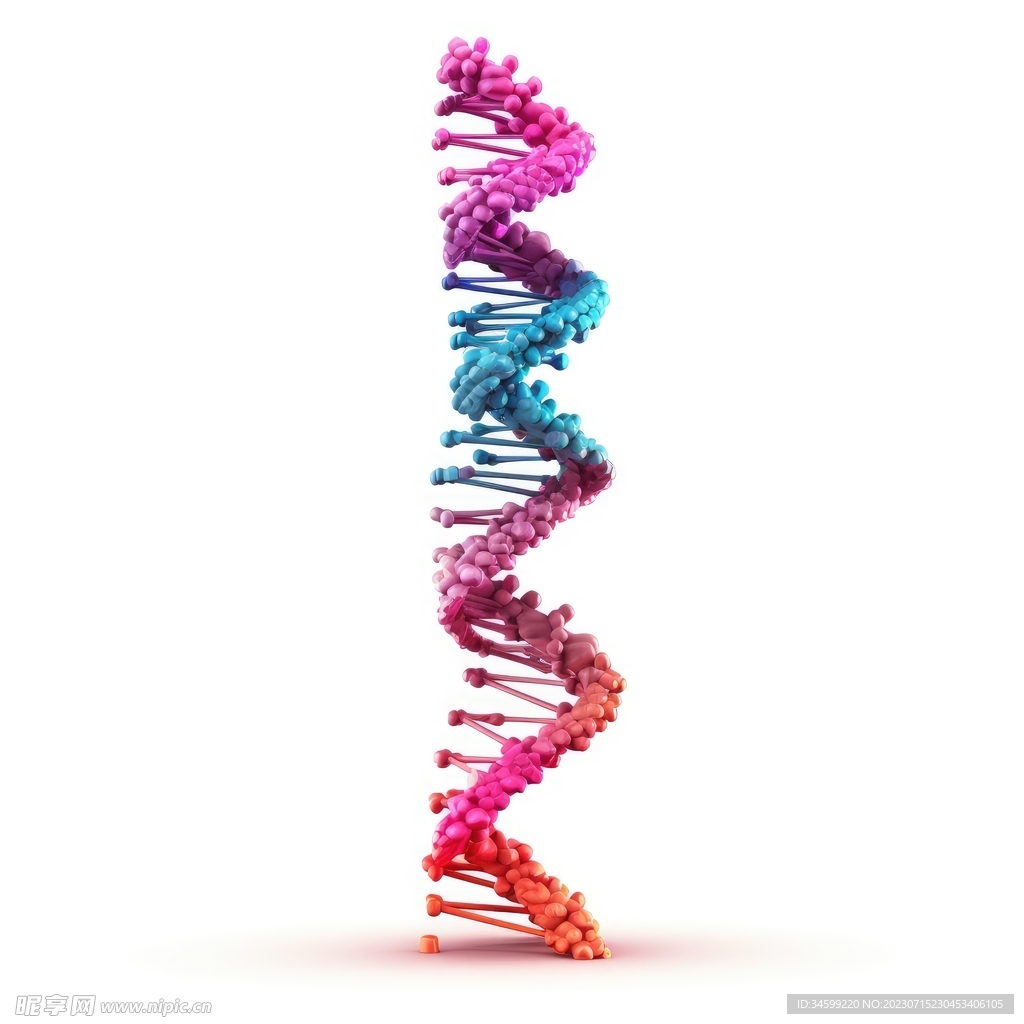 DNA分子 
