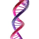 DNA分子 