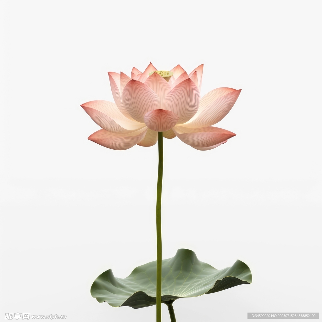 荷花 