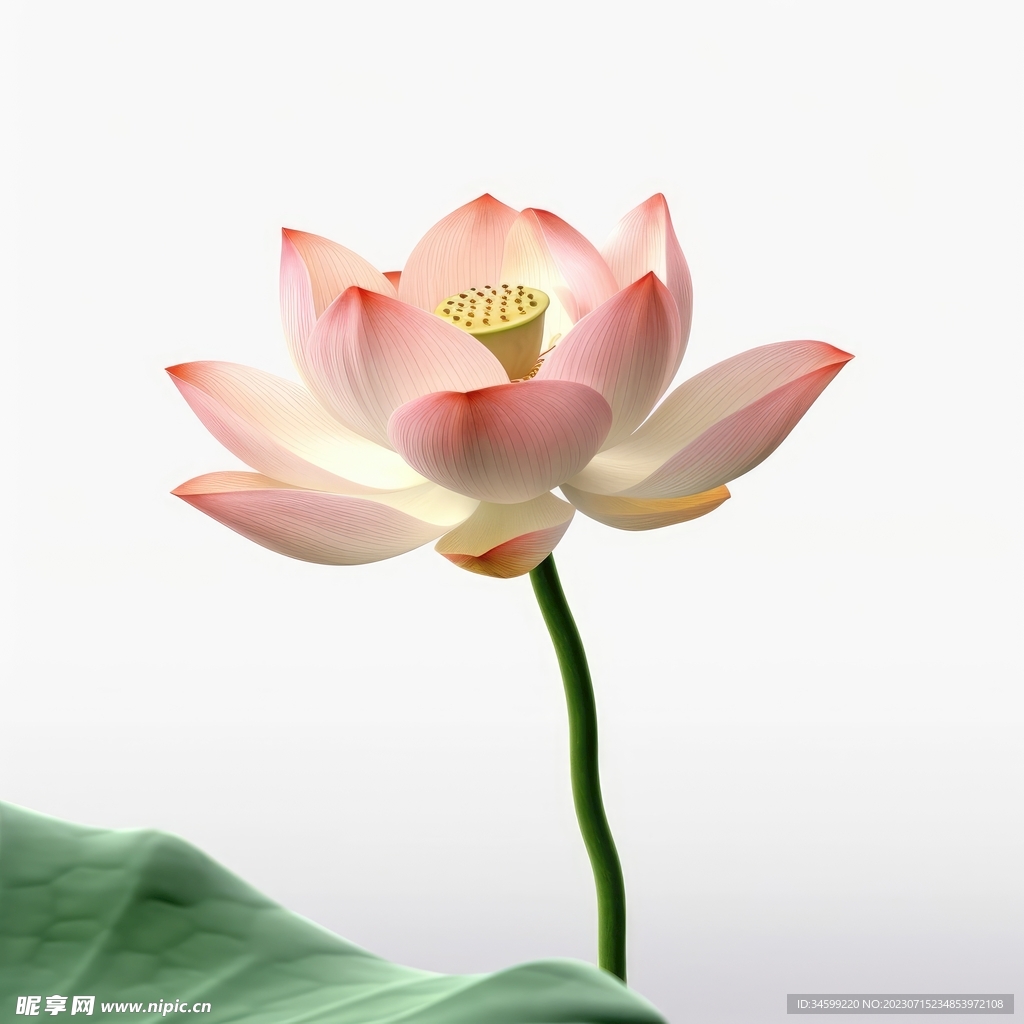 荷花 