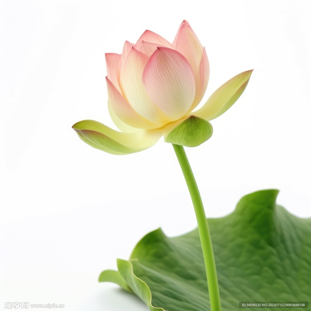 荷花 