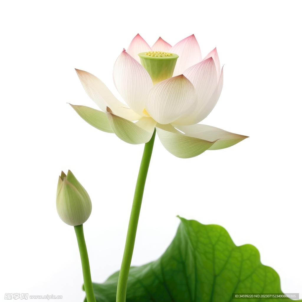 荷花 