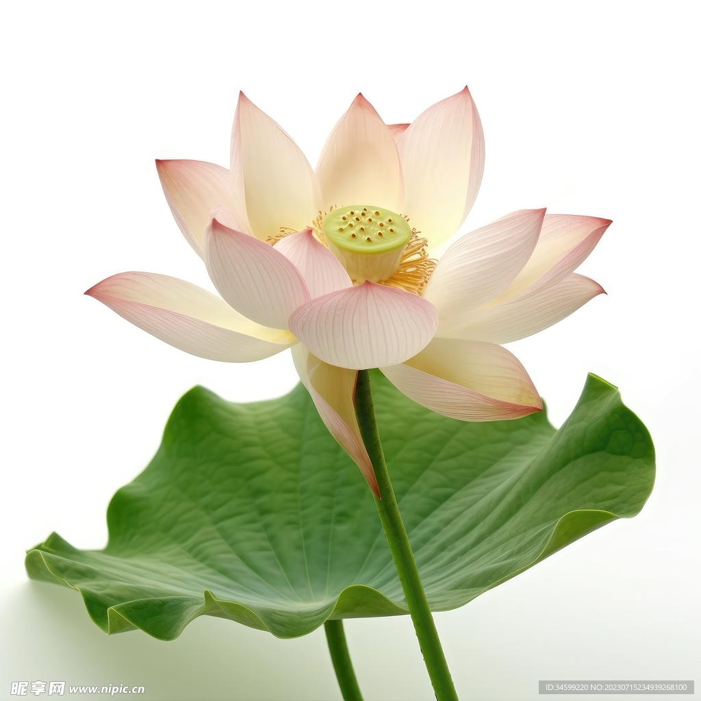 荷花 