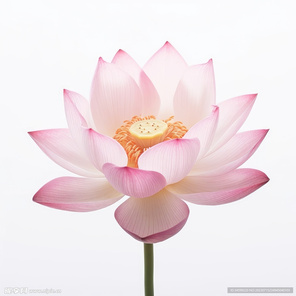 荷花 