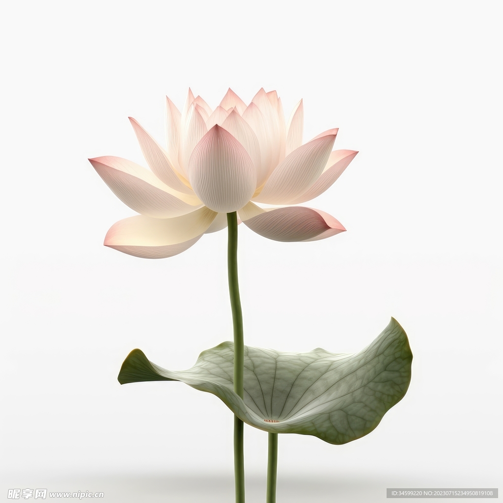 荷花 