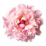 牡丹花 