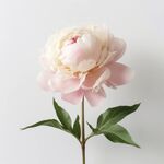 牡丹花 