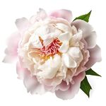 牡丹花 
