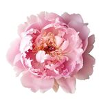 牡丹花 