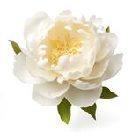 牡丹花 