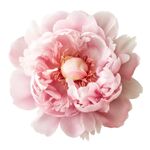 牡丹花 