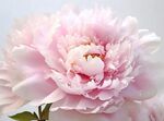 牡丹花 