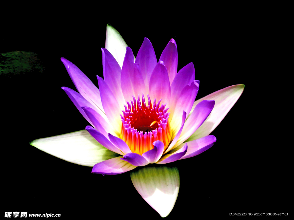 荷花
