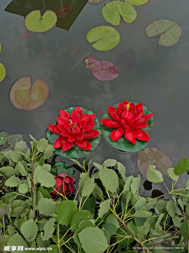 荷花