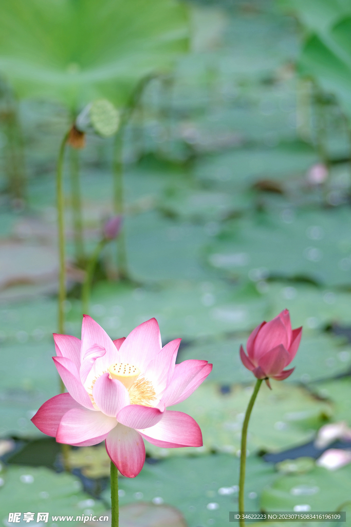 荷花