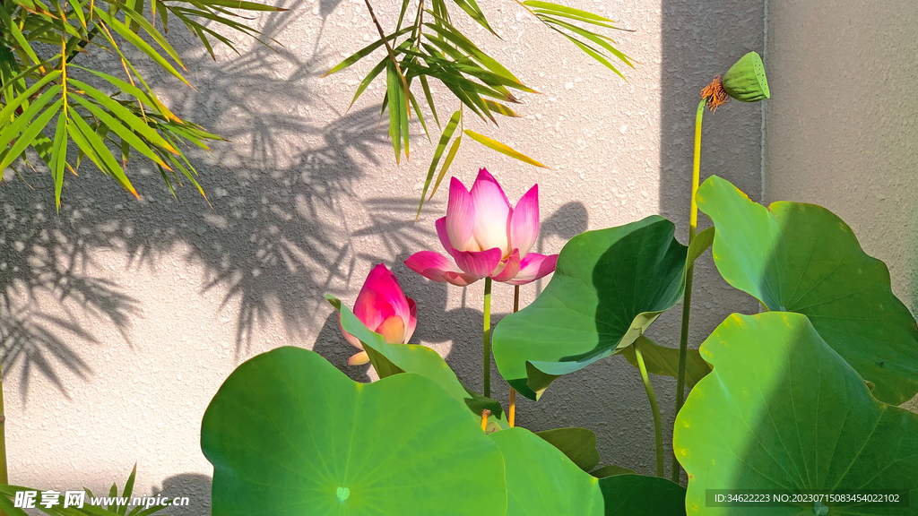 荷花