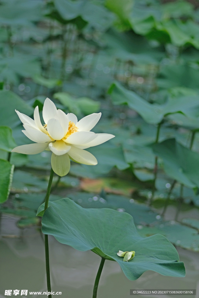 荷花
