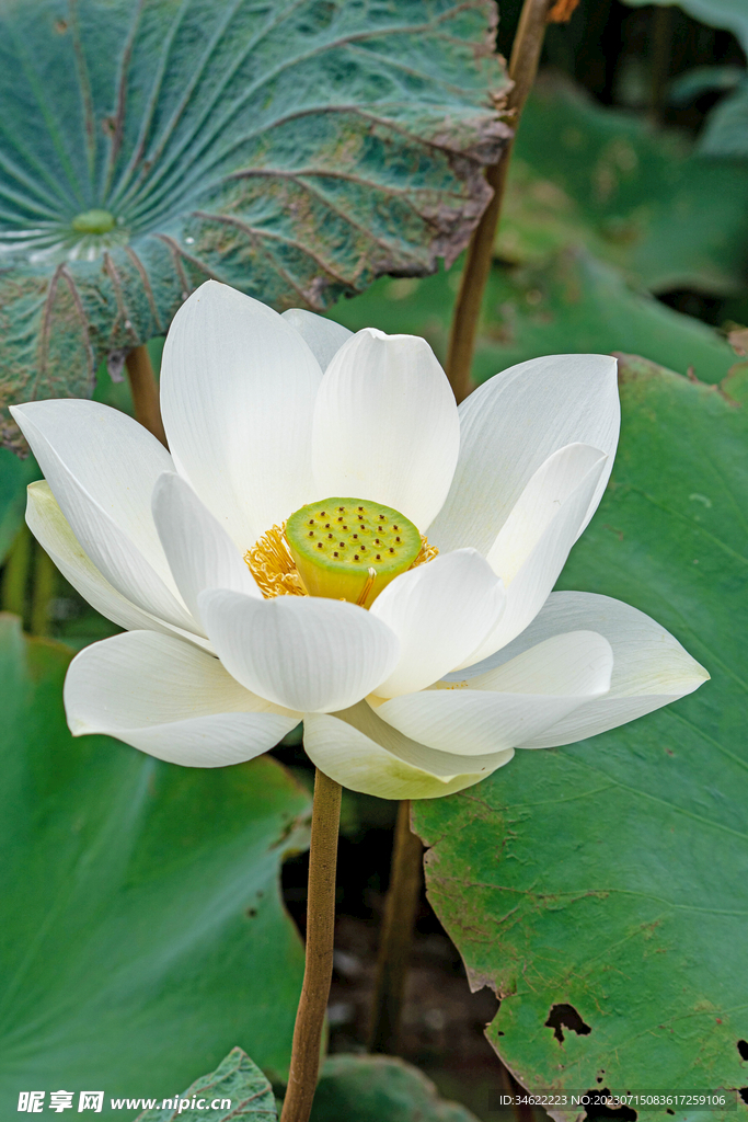 荷花