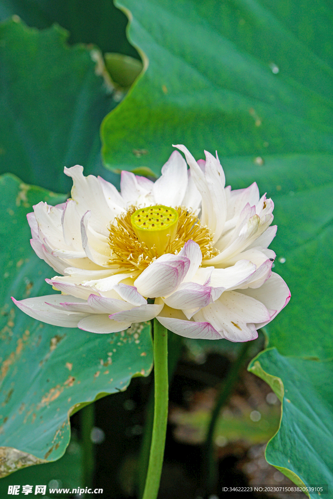  荷花
