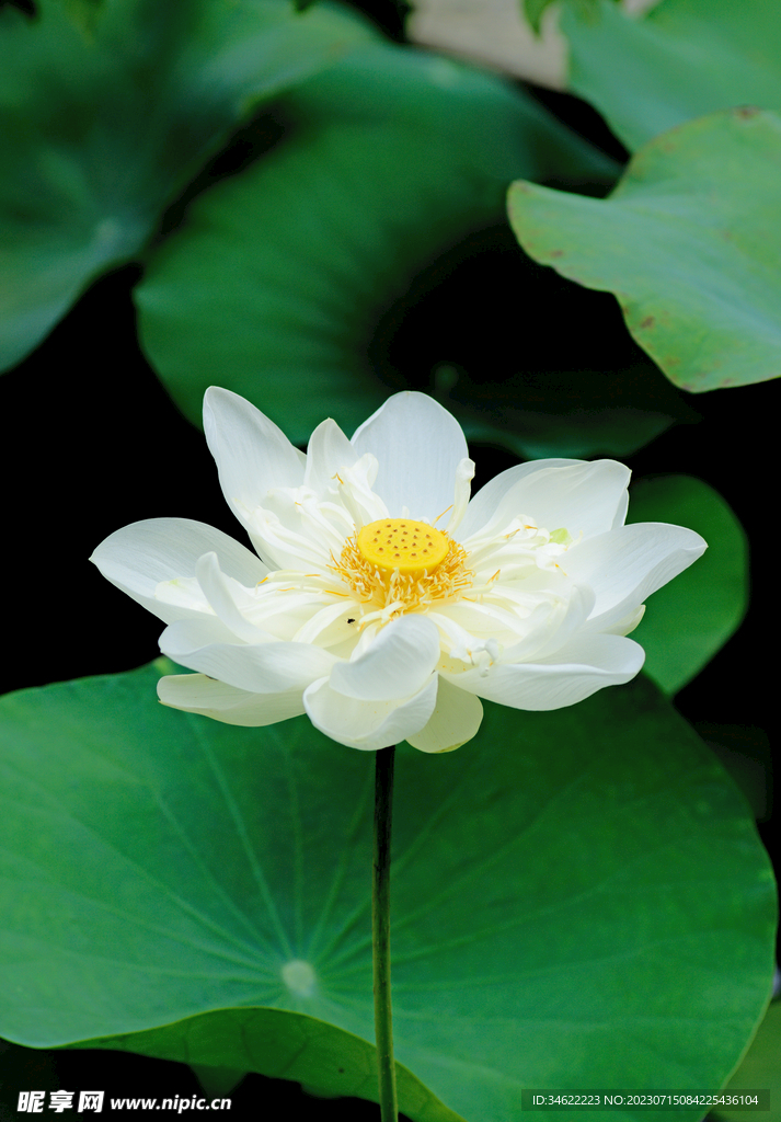 荷花