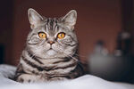 狸花猫