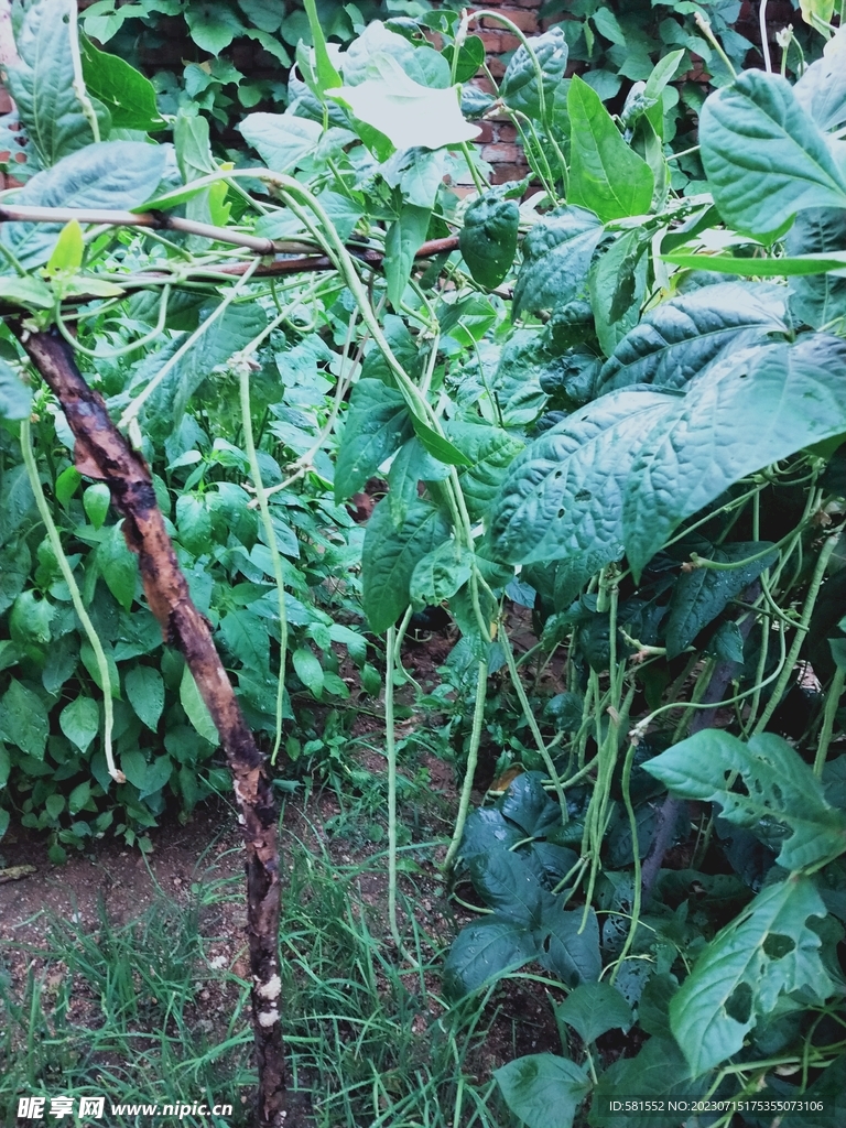 豆角  蔬菜  绿色  无公害