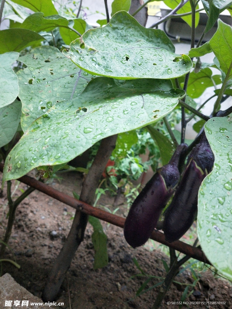 茄子  蔬菜  绿色  无公害