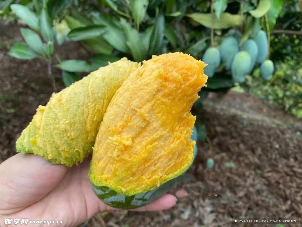 芒果