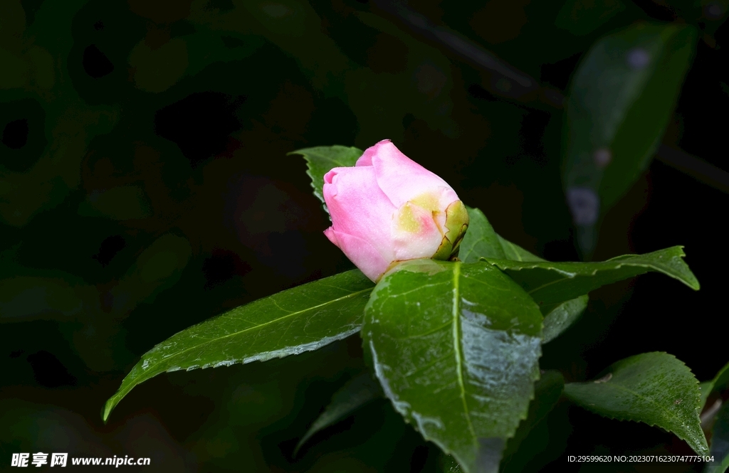 山茶花