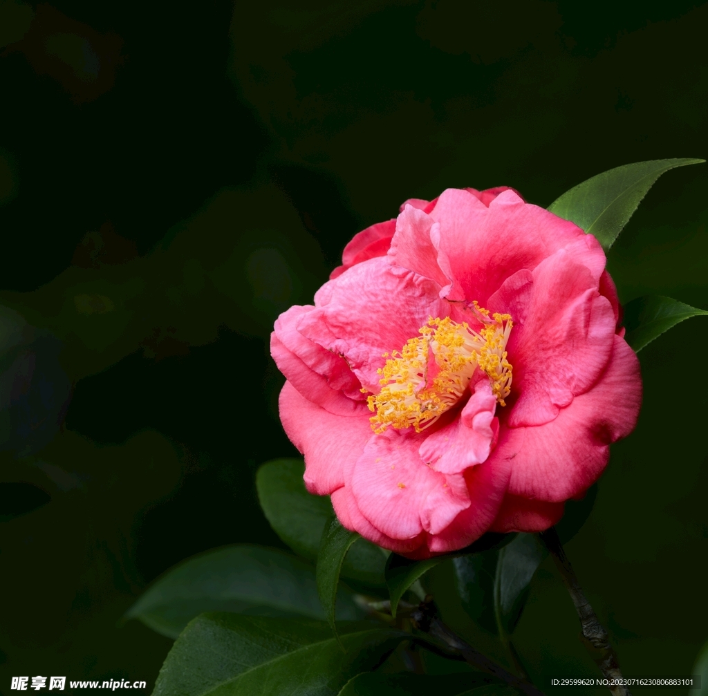 山茶花