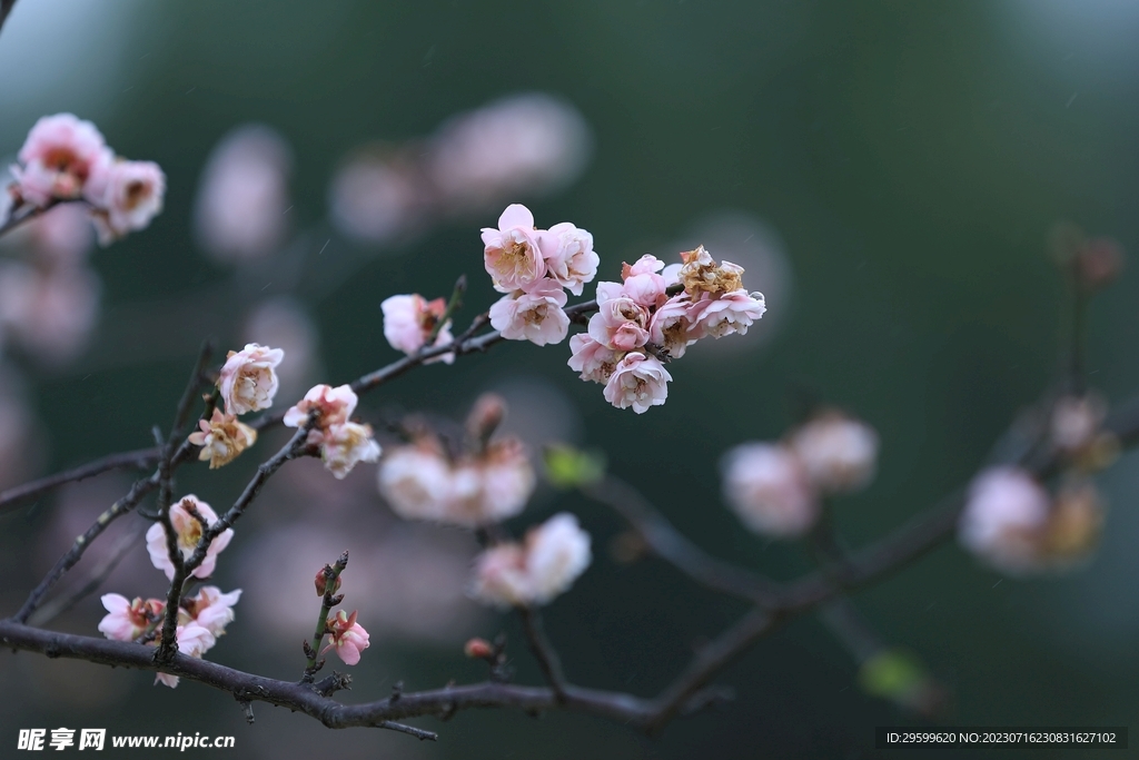 桃花