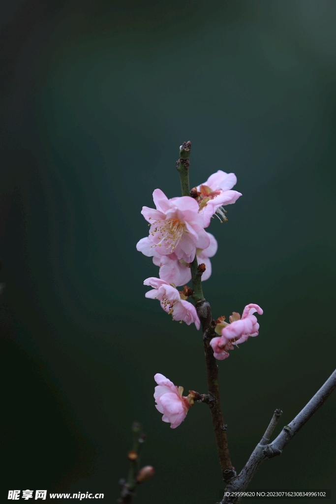 桃花