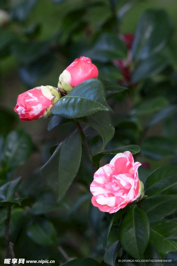 山茶花