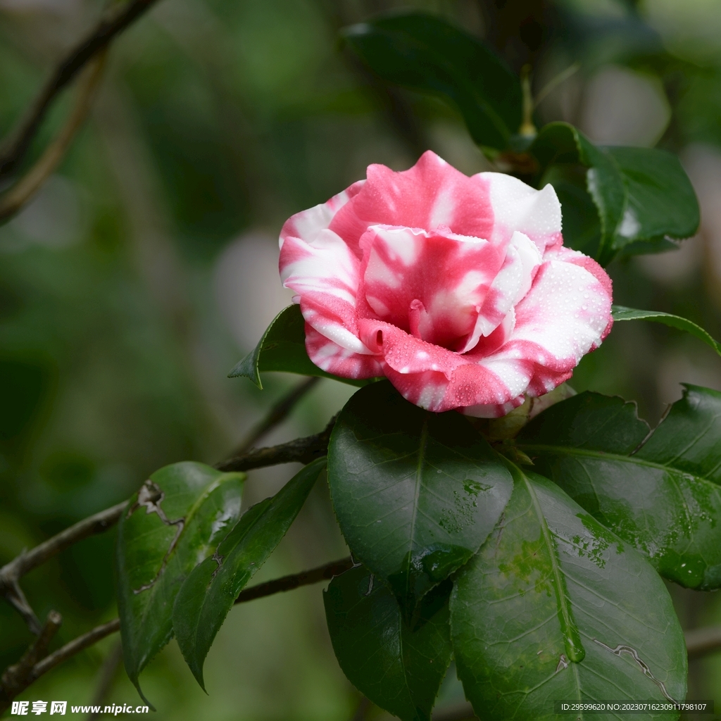 山茶花