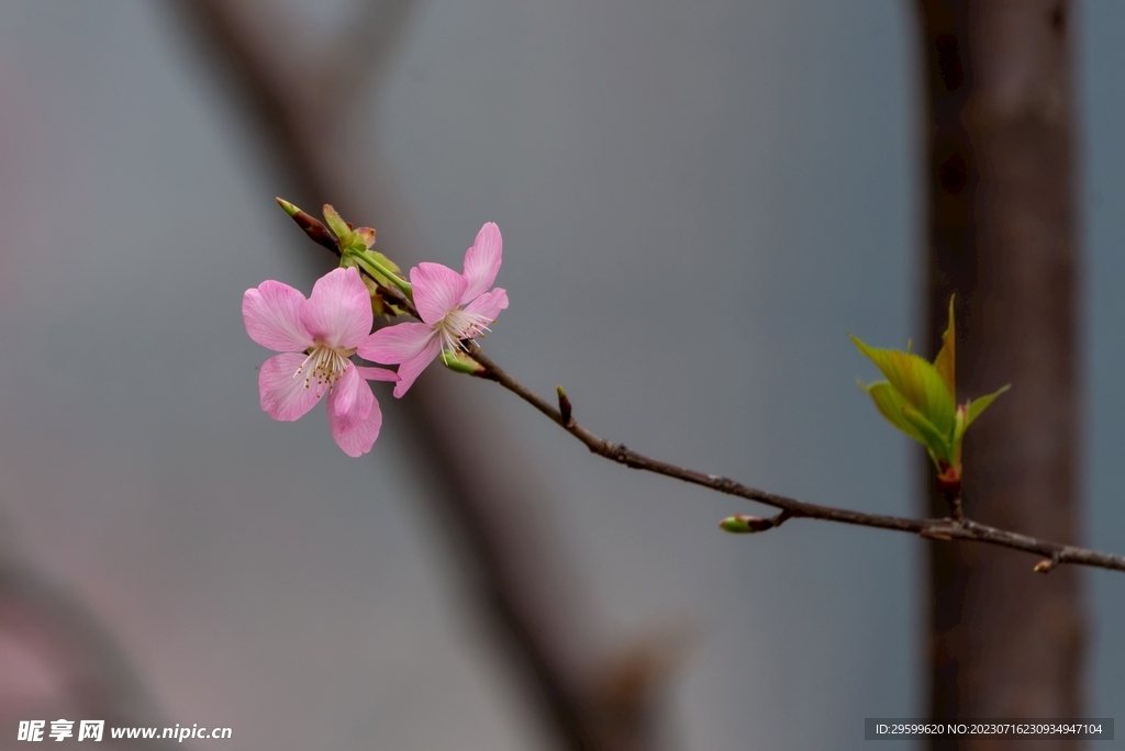 桃花