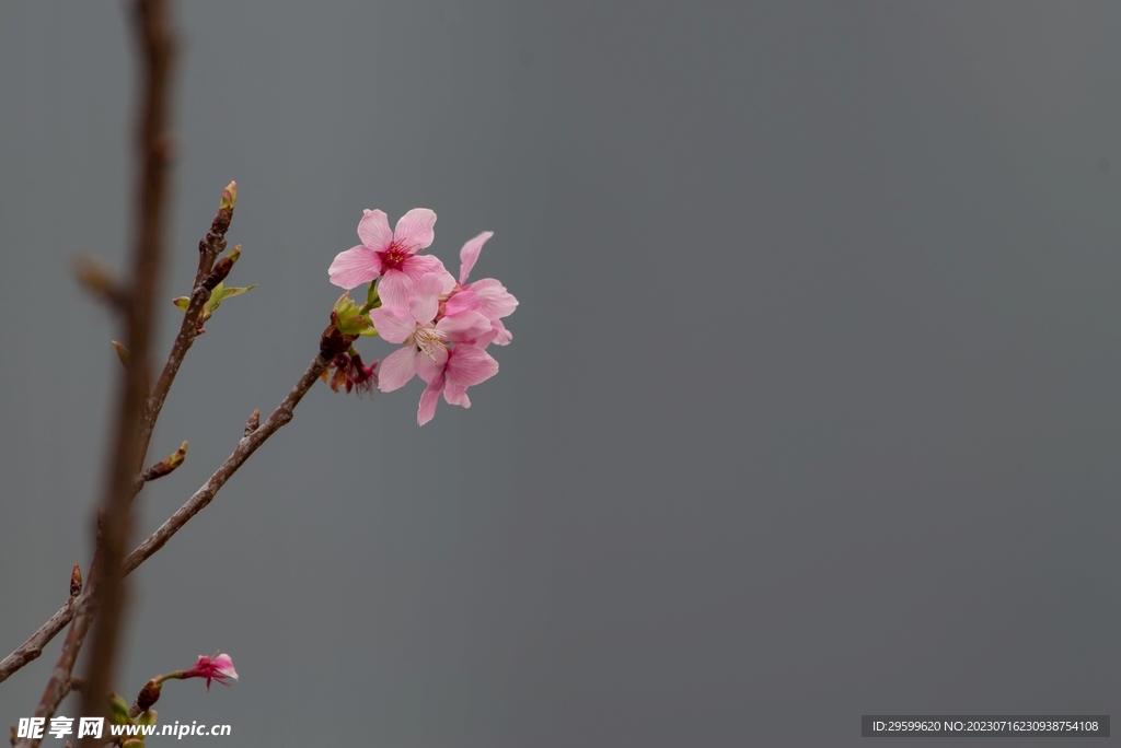 桃花