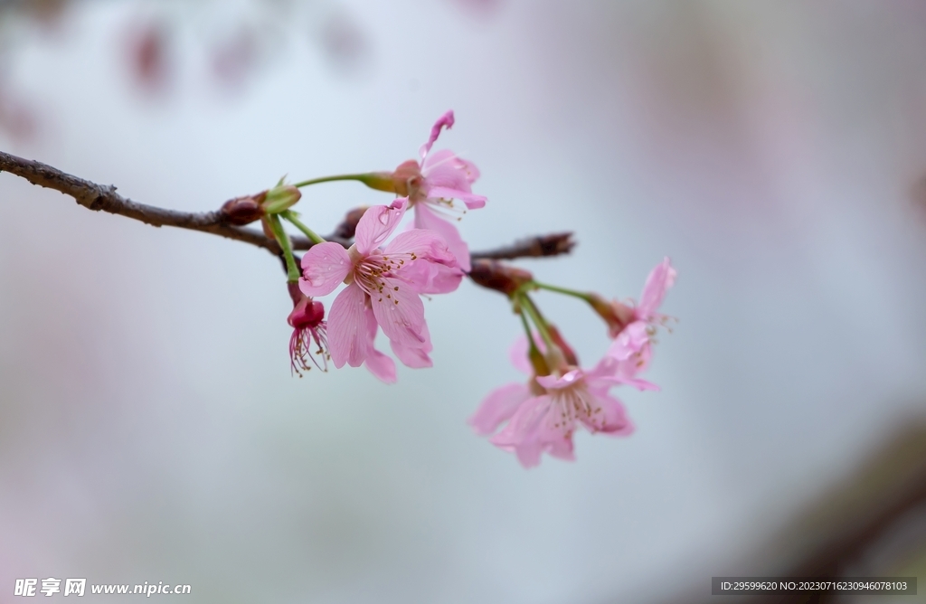 桃花