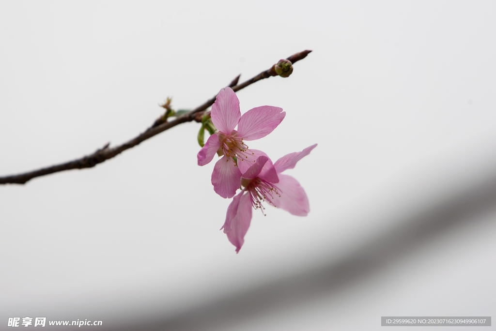 桃花