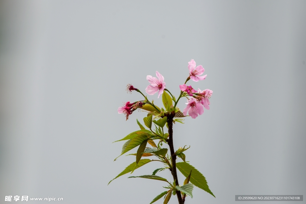桃花