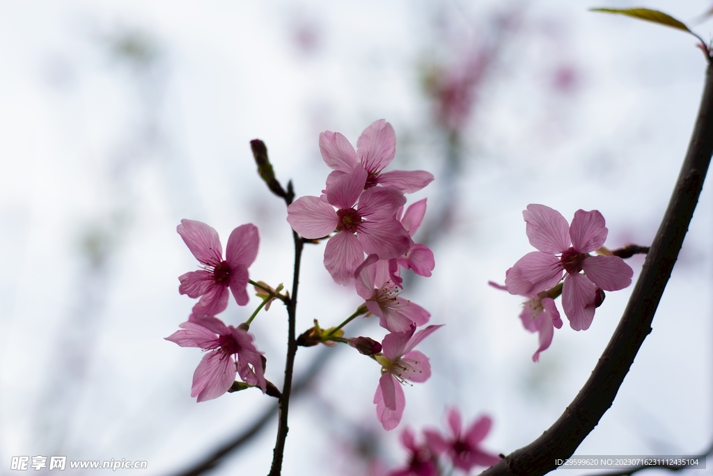 桃花