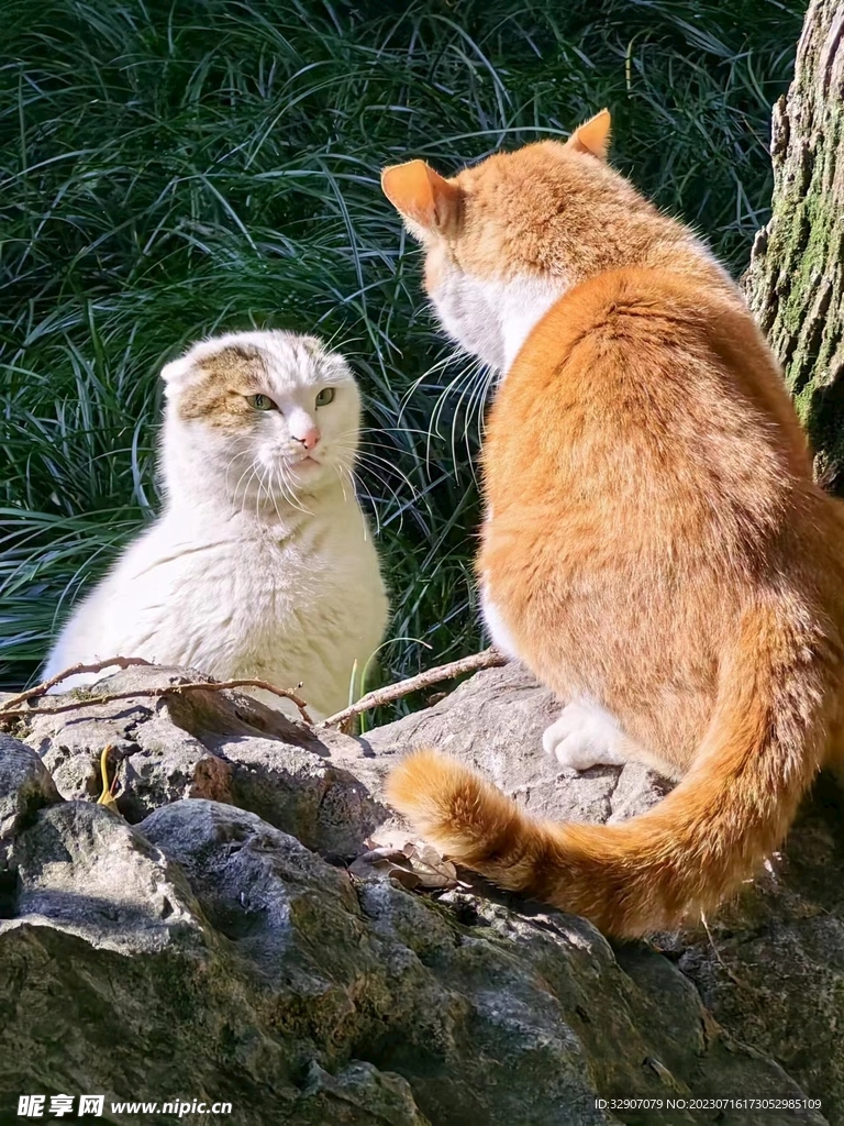 两只猫咪