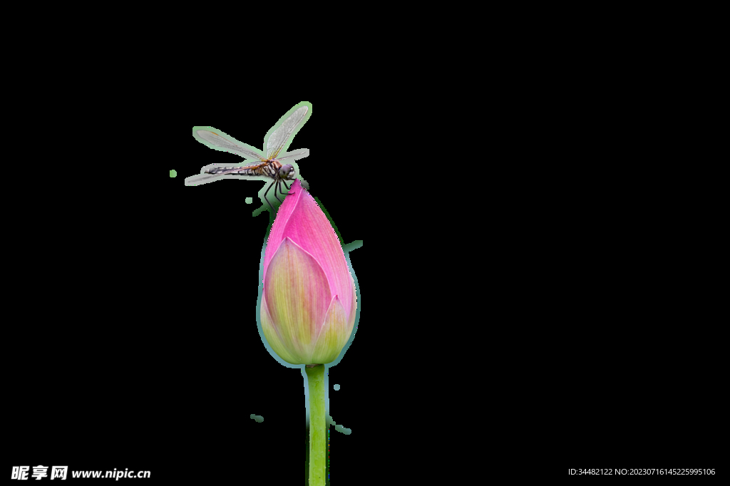 荷花蜻蜓特写