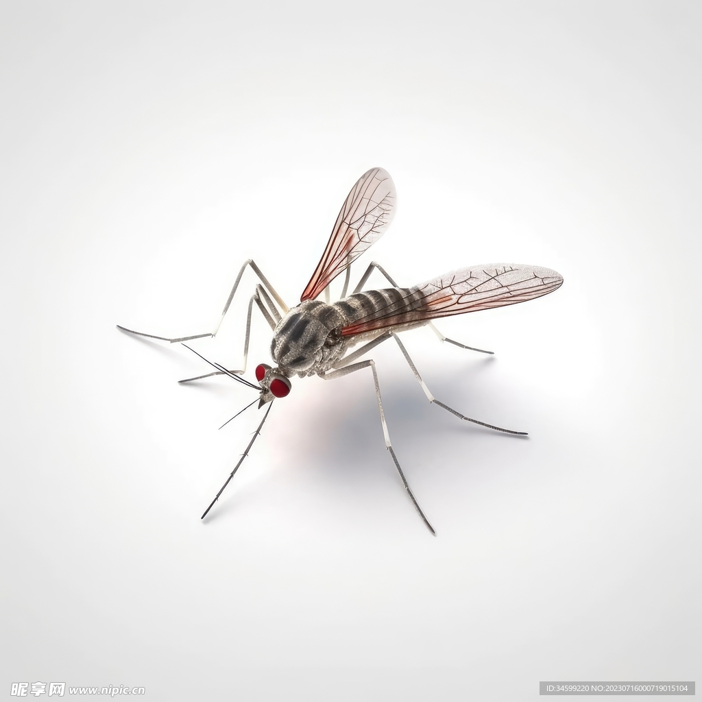 蚊子在皮肤上吸血图片下载 - 觅知网
