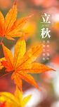 立秋海报