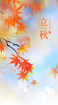 立秋海报