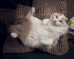布偶猫图片