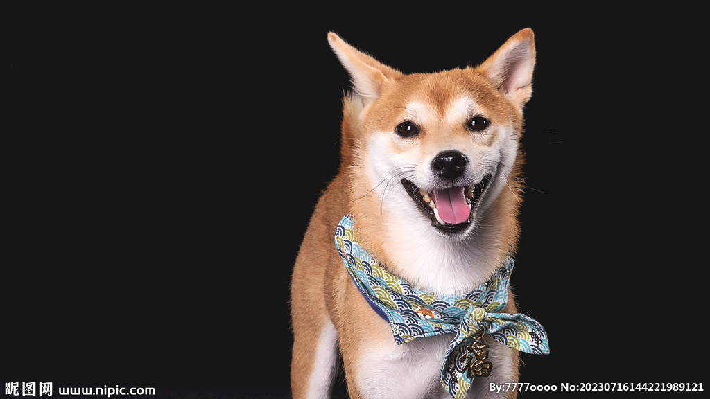 柴犬 图片